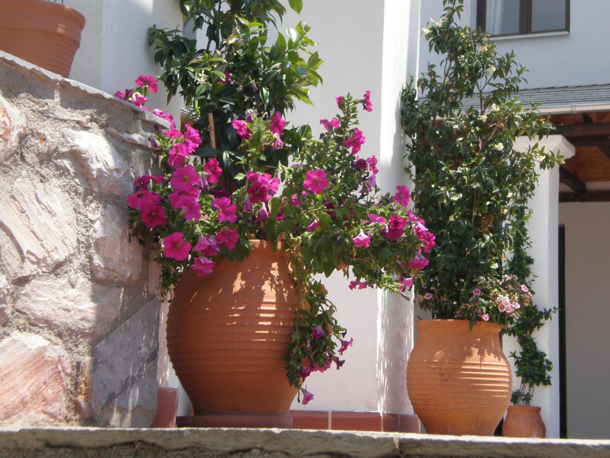 Hotel Pelion Resort Портариа Екстериор снимка
